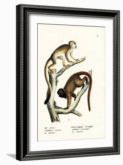 Squirrel Monkeys, 1824-Karl Joseph Brodtmann-Framed Giclee Print