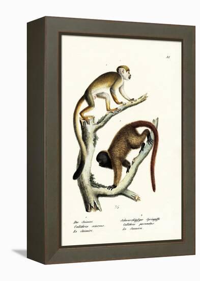 Squirrel Monkeys, 1824-Karl Joseph Brodtmann-Framed Premier Image Canvas