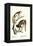 Squirrel Monkeys, 1824-Karl Joseph Brodtmann-Framed Premier Image Canvas