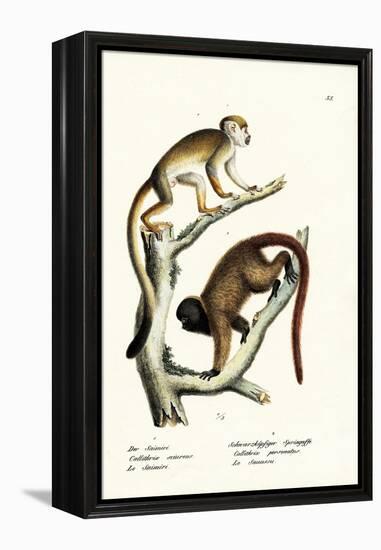 Squirrel Monkeys, 1824-Karl Joseph Brodtmann-Framed Premier Image Canvas