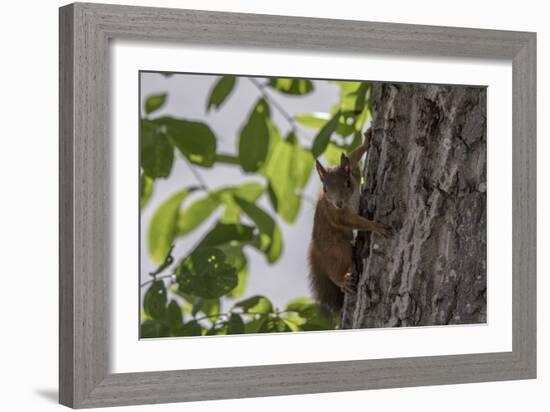 Squirrel on Walnut-Niki Haselwanter-Framed Photographic Print