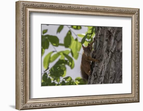 Squirrel on Walnut-Niki Haselwanter-Framed Photographic Print