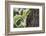 Squirrel on Walnut-Niki Haselwanter-Framed Photographic Print