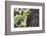 Squirrel on Walnut-Niki Haselwanter-Framed Photographic Print