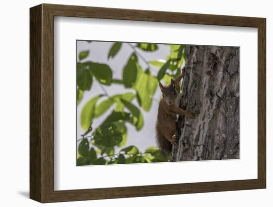 Squirrel on Walnut-Niki Haselwanter-Framed Photographic Print