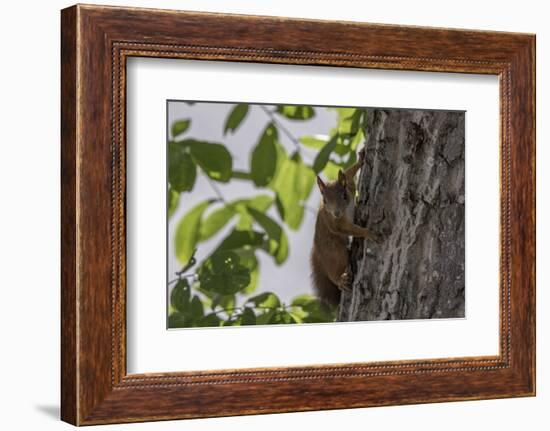 Squirrel on Walnut-Niki Haselwanter-Framed Photographic Print