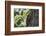 Squirrel on Walnut-Niki Haselwanter-Framed Photographic Print