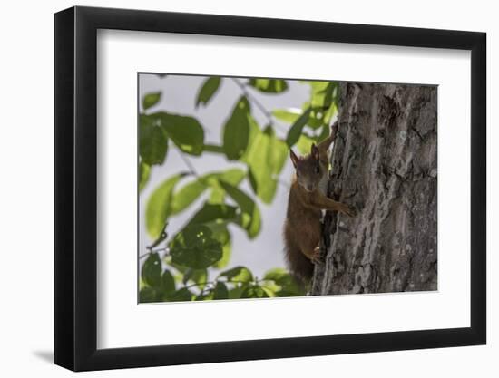 Squirrel on Walnut-Niki Haselwanter-Framed Photographic Print