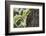 Squirrel on Walnut-Niki Haselwanter-Framed Photographic Print