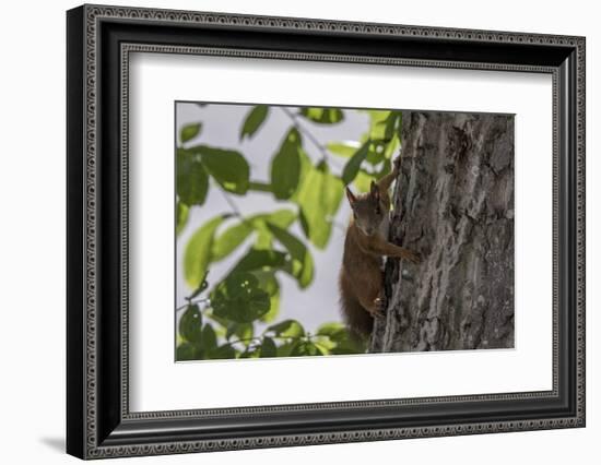 Squirrel on Walnut-Niki Haselwanter-Framed Photographic Print