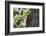 Squirrel on Walnut-Niki Haselwanter-Framed Photographic Print