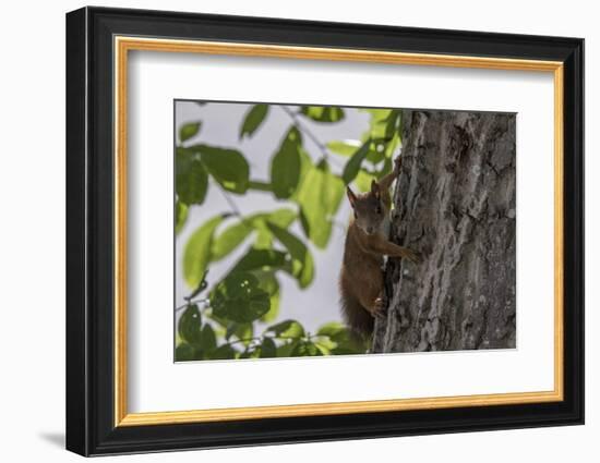 Squirrel on Walnut-Niki Haselwanter-Framed Photographic Print