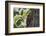 Squirrel on Walnut-Niki Haselwanter-Framed Photographic Print