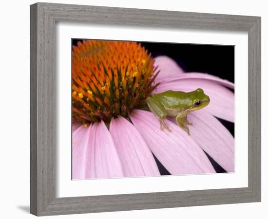 Squirrel Tree Frog (Hyla Squirella) on Echinacea Flower, Central Florida Backyard, Usa-Maresa Pryor-Framed Photographic Print