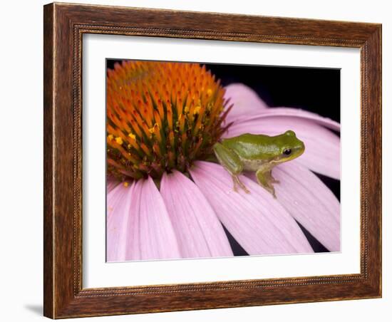 Squirrel Tree Frog (Hyla Squirella) on Echinacea Flower, Central Florida Backyard, Usa-Maresa Pryor-Framed Photographic Print