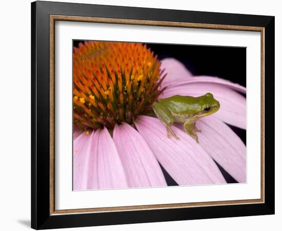 Squirrel Tree Frog (Hyla Squirella) on Echinacea Flower, Central Florida Backyard, Usa-Maresa Pryor-Framed Photographic Print