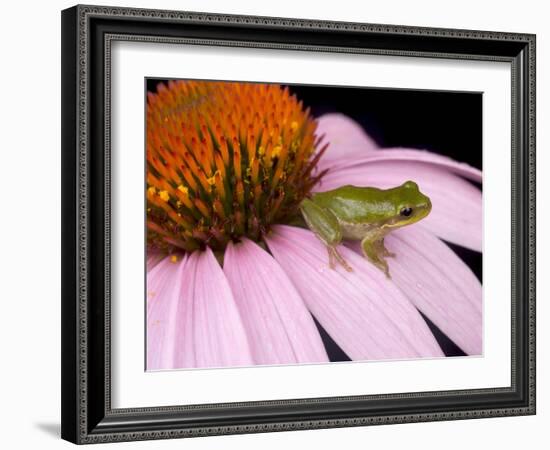 Squirrel Tree Frog (Hyla Squirella) on Echinacea Flower, Central Florida Backyard, Usa-Maresa Pryor-Framed Photographic Print