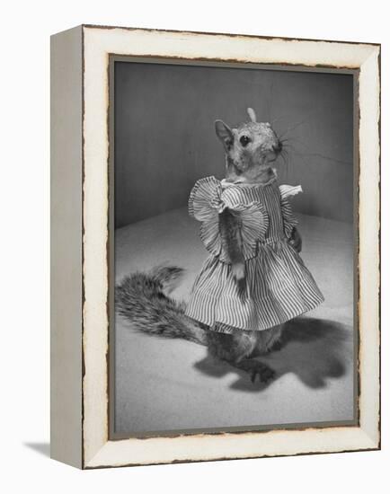 Squirrel Wearing a Baby Doll's Dress-Nina Leen-Framed Premier Image Canvas