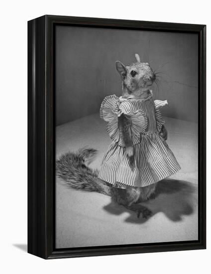 Squirrel Wearing a Baby Doll's Dress-Nina Leen-Framed Premier Image Canvas