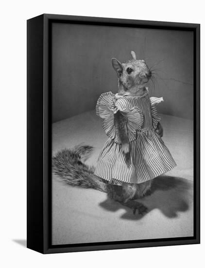 Squirrel Wearing a Baby Doll's Dress-Nina Leen-Framed Premier Image Canvas