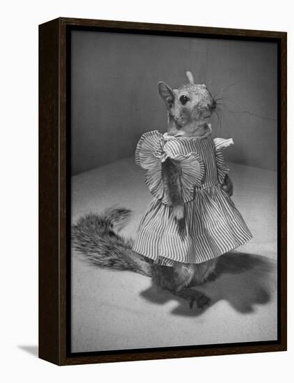 Squirrel Wearing a Baby Doll's Dress-Nina Leen-Framed Premier Image Canvas