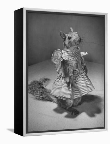 Squirrel Wearing a Baby Doll's Dress-Nina Leen-Framed Premier Image Canvas