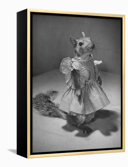 Squirrel Wearing a Baby Doll's Dress-Nina Leen-Framed Premier Image Canvas