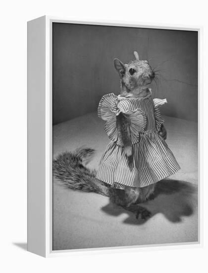 Squirrel Wearing a Baby Doll's Dress-Nina Leen-Framed Premier Image Canvas