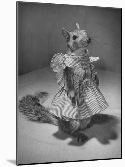 Squirrel Wearing a Baby Doll's Dress-Nina Leen-Mounted Photographic Print