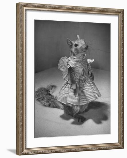 Squirrel Wearing a Baby Doll's Dress-Nina Leen-Framed Photographic Print