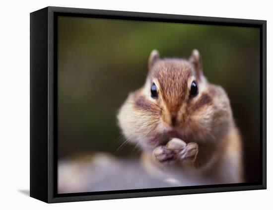 Squirrel-WizData-Framed Premier Image Canvas