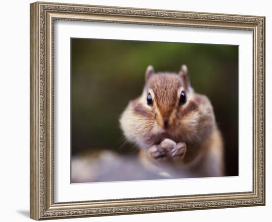 Squirrel-WizData-Framed Photographic Print