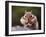 Squirrel-WizData-Framed Photographic Print