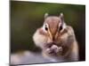 Squirrel-WizData-Mounted Photographic Print