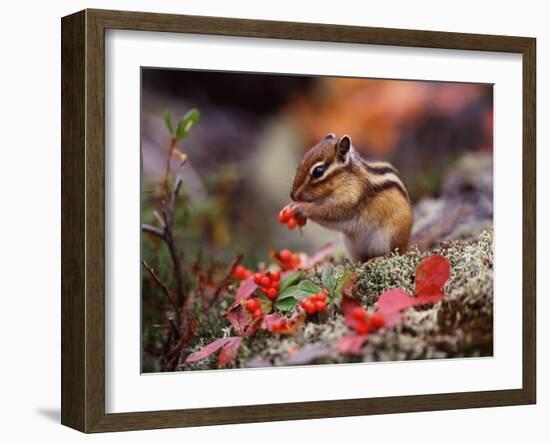 Squirrel-WizData-Framed Photographic Print