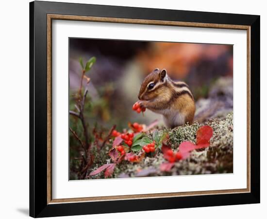 Squirrel-WizData-Framed Photographic Print