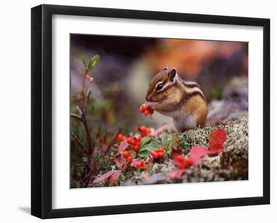 Squirrel-WizData-Framed Photographic Print