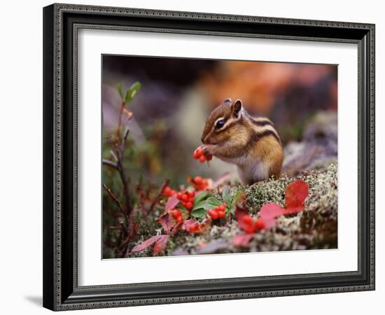 Squirrel-WizData-Framed Photographic Print