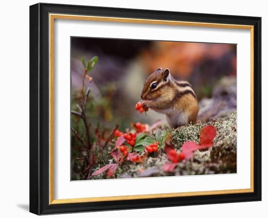 Squirrel-WizData-Framed Photographic Print