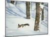 Squirrel-null-Mounted Photographic Print