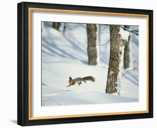 Squirrel-null-Framed Photographic Print