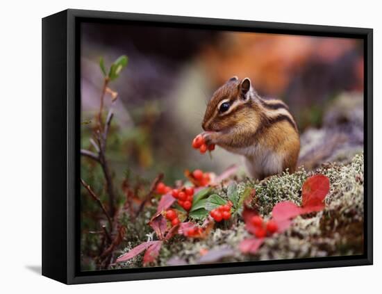 Squirrel-WizData-Framed Premier Image Canvas