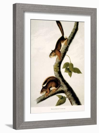 Squirrel-null-Framed Giclee Print