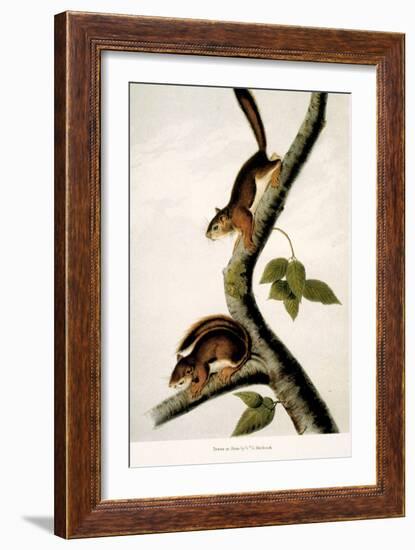 Squirrel-null-Framed Giclee Print