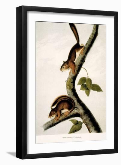 Squirrel-null-Framed Giclee Print