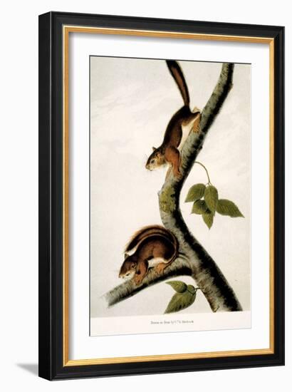 Squirrel-null-Framed Giclee Print