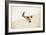 Squirrel-Jason Ratliff-Framed Giclee Print