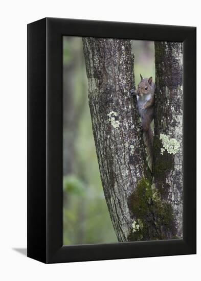 Squirreling Around-Susann Parker-Framed Premier Image Canvas