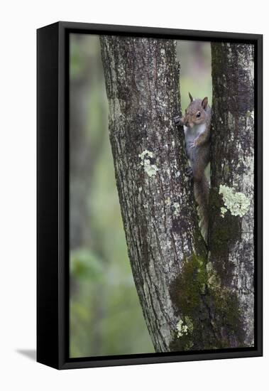 Squirreling Around-Susann Parker-Framed Premier Image Canvas