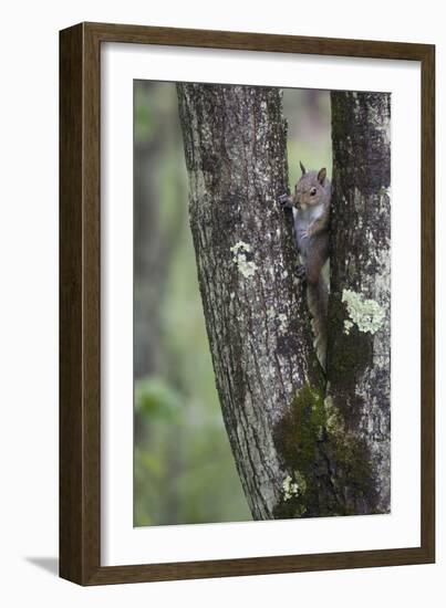 Squirreling Around-Susann Parker-Framed Photographic Print